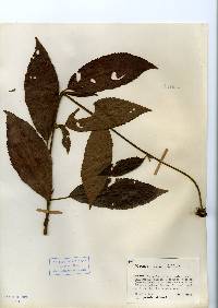Image of Pavonia rosea
