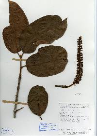 Image of Spachea correae