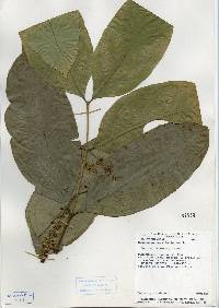 Image of Bunchosia nitida