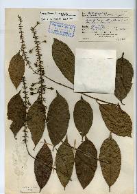 Image of Lophanthera hammelii