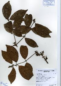 Image of Hiraea fagifolia