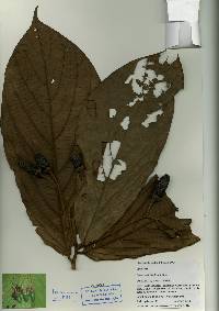 Image of Ocotea mollifolia