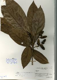 Image of Cinnamomum neurophyllum