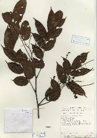 Image of Pterocarpus officinalis