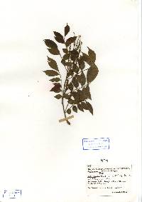Image of Lonchocarpus minimiflorus