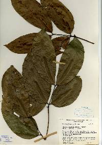 Image of Prioria copaifera
