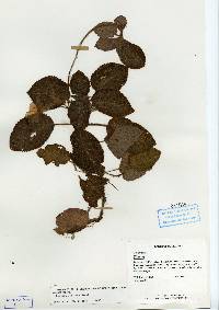 Image of Episcia lilacina