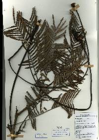 Image of Parkia pendula