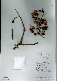 Image of Erythrina gibbosa