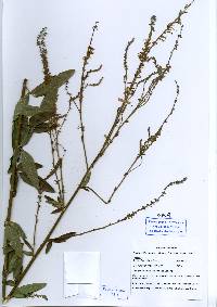 Image of Desmodium cajanifolium