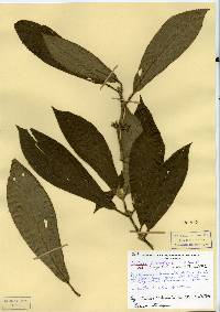 Image of Besleria trichostegia