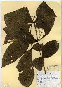Image of Inga densiflora