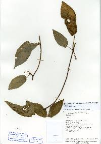 Image of Sapium laurifolium