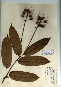 Image of Mabea occidentalis