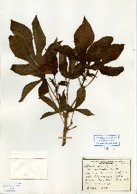 Image of Jatropha gossypiifolia