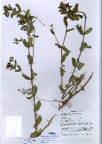 Image of Euphorbia hyssopifolia