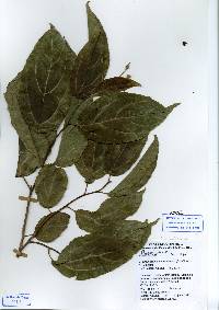 Image of Macrohasseltia macroterantha