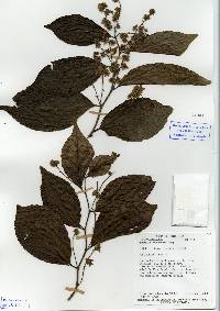 Image of Homalium racemosum