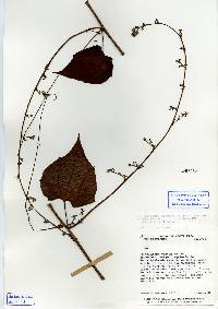 Image of Fevillea cordifolia