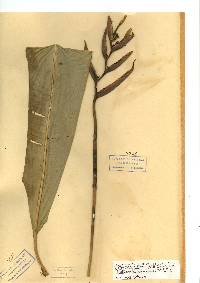 Image of Heliconia osaensis