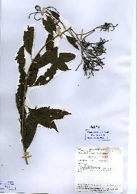 Image of Tournefortia angustiflora