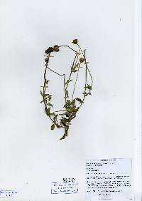 Image of Tridax procumbens