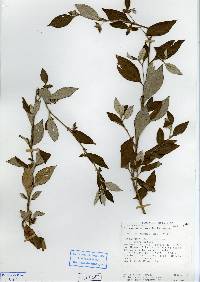 Image of Spiracantha cornifolia