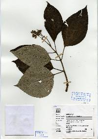 Image of Sinclairia polyantha