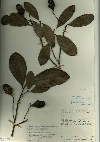 Image of Ocotea pullifolia