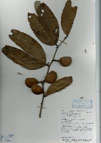 Image of Cynometra hemitomophylla