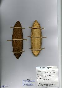 Image of Amphilophium crucigerum
