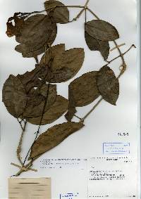 Image of Bignonia corymbosa