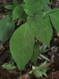 Stenostephanus sessilifolius image