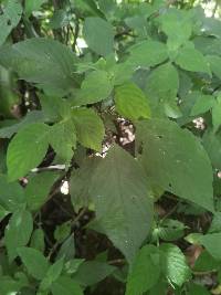 Stenostephanus sessilifolius image