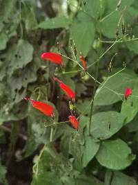 Stenostephanus sessilifolius image