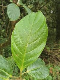 Image of Tetrorchidium euryphyllum