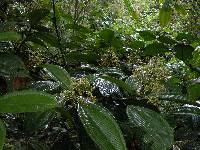 Image of Miconia nutans