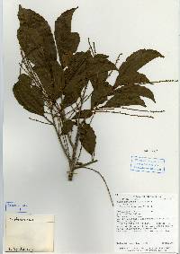 Image of Alchorneopsis floribunda