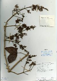 Image of Fridericia candicans