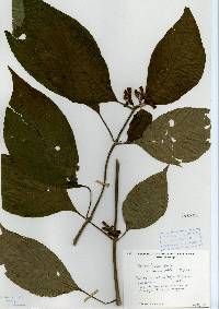 Image of Besleria laxiflora