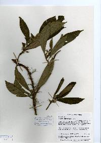 Image of Besleria hirsuta