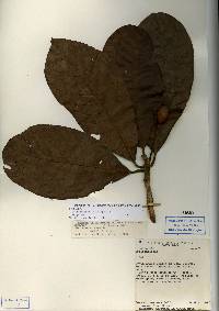Image of Beilschmiedia alloiophylla