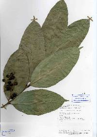 Image of Bunchosia ursana