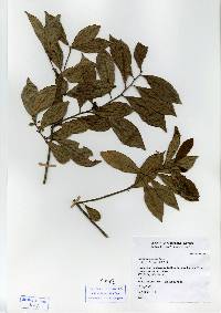 Image of Casearia aculeata