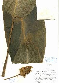 Image of Calathea vinosa