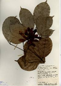 Image of Callichlamys latifolia
