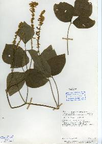 Image of Calopogonium caeruleum