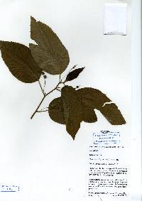 Image of Caperonia palustris