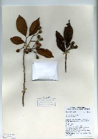 Image of Casearia corymbosa
