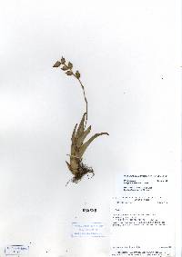 Image of Catopsis morreniana